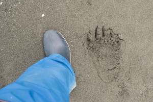 My size 7 woman's boot next to a grizzley bear footprint.