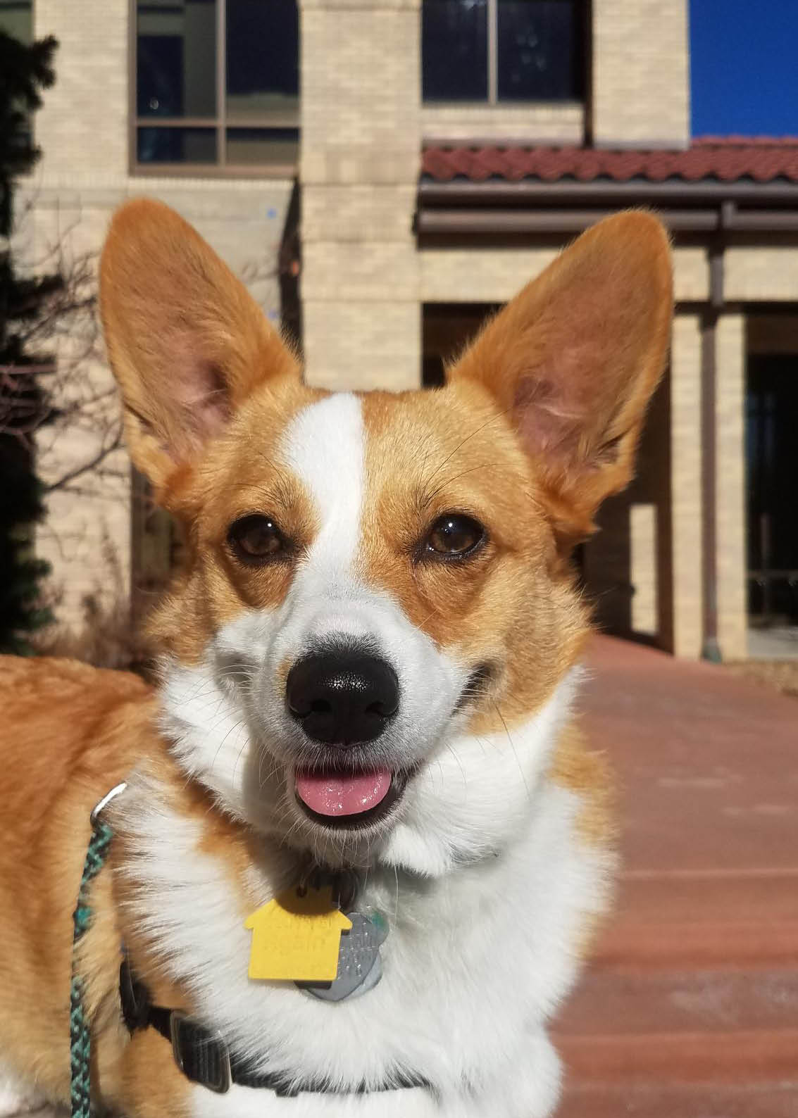 Zoe's first Pet Therapy day_edited-1