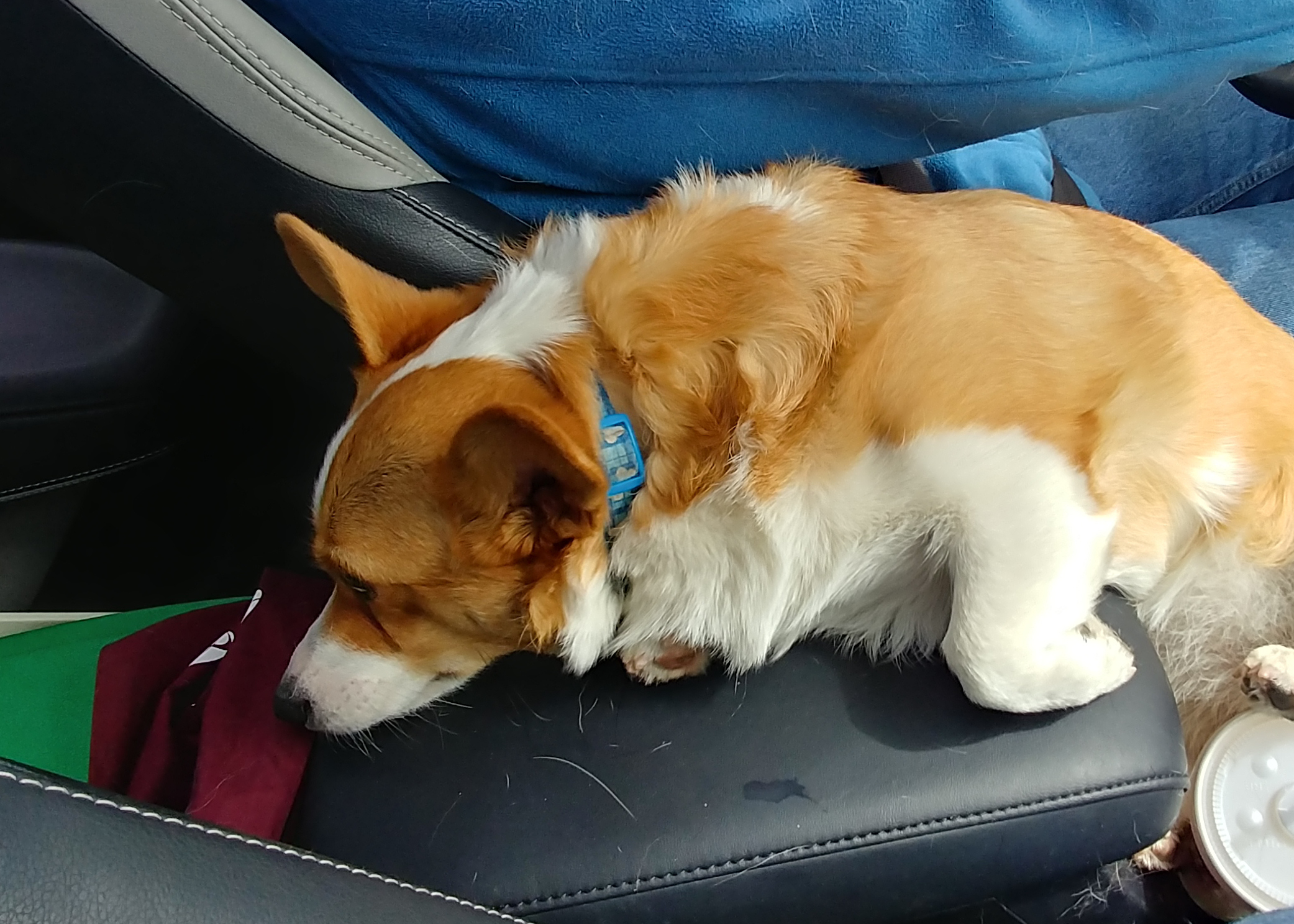 Tour de corgi (5)_edited-1.jpg