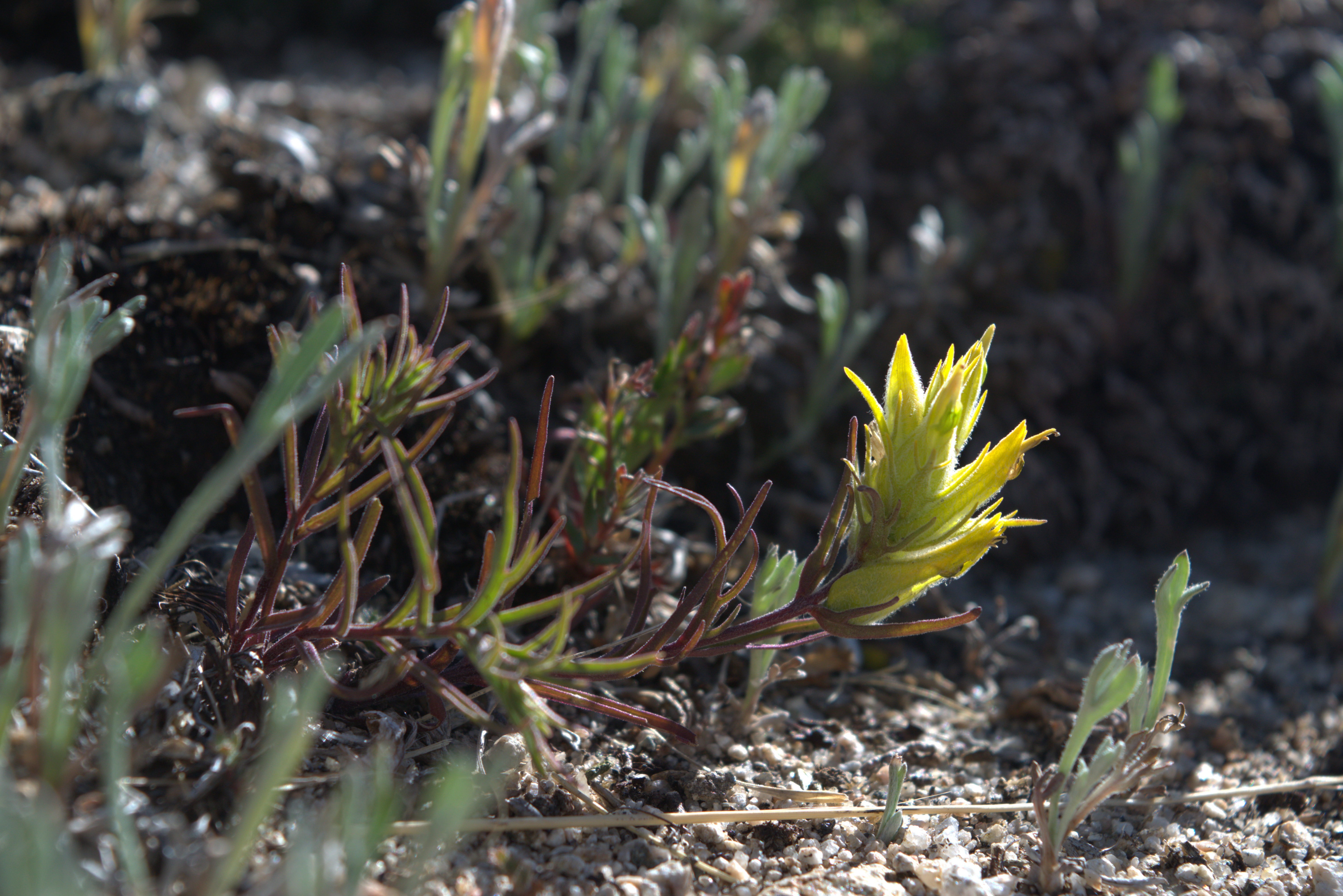 Alpine Indian Paintbrush maybe