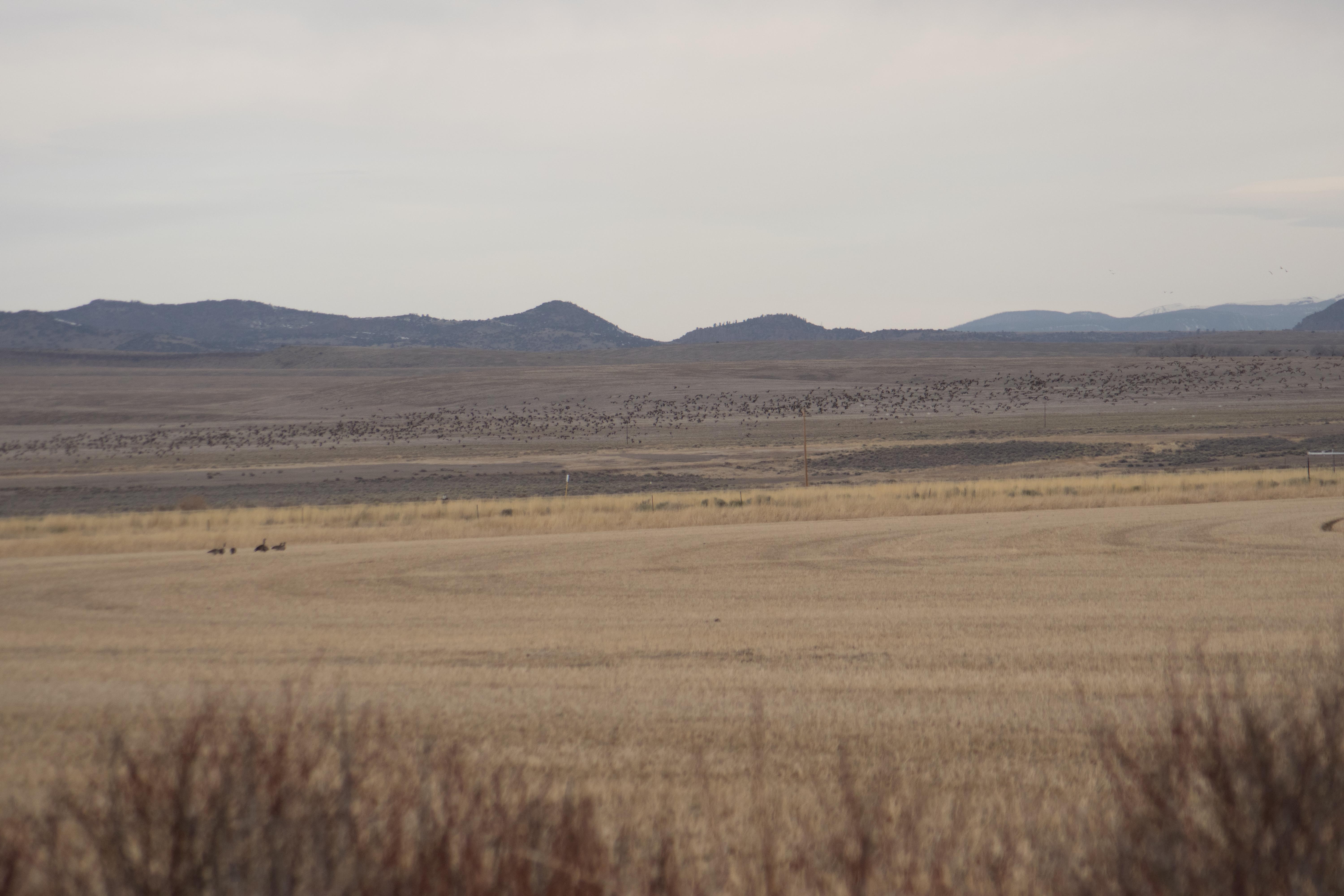 Huge flock to west-2