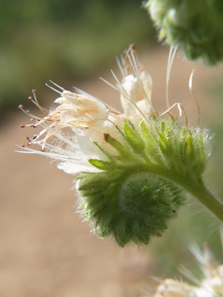 Coiled scorpionweed flowers follow the Fibonacci sequence.