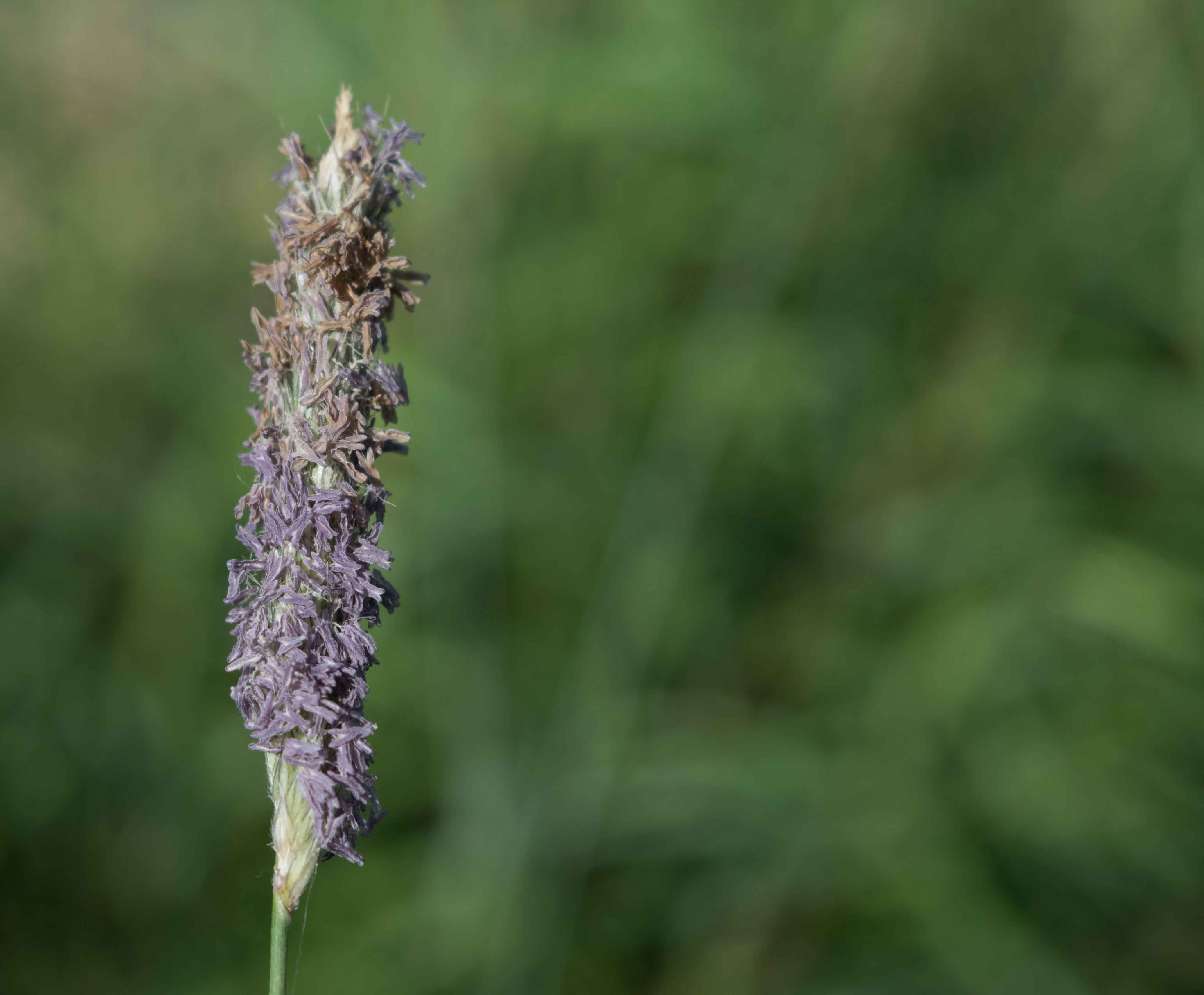 Purple reedgrass