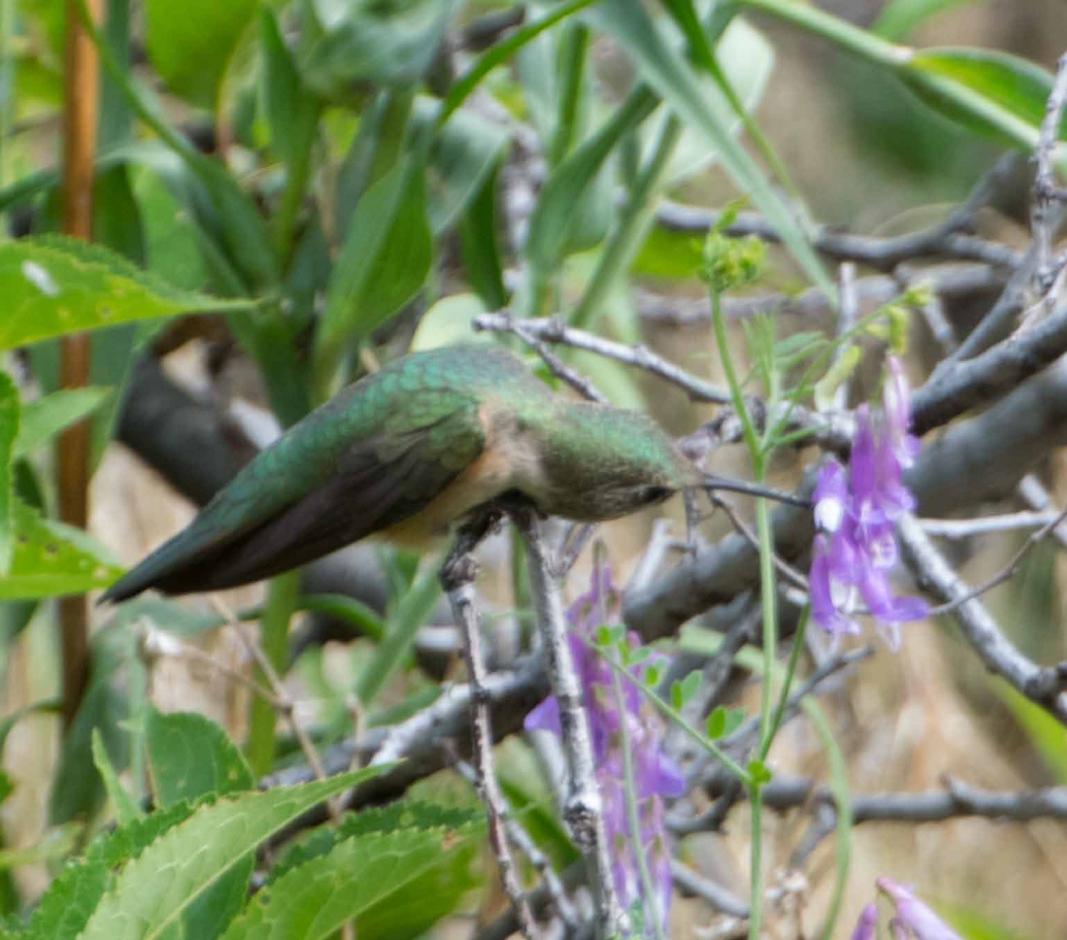 broadtailed hummingbird 4
