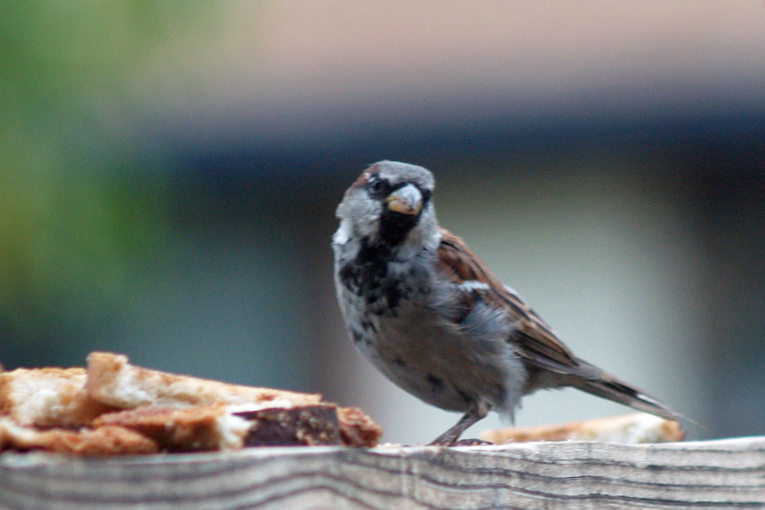 Male Sparrow_edited-1-copy