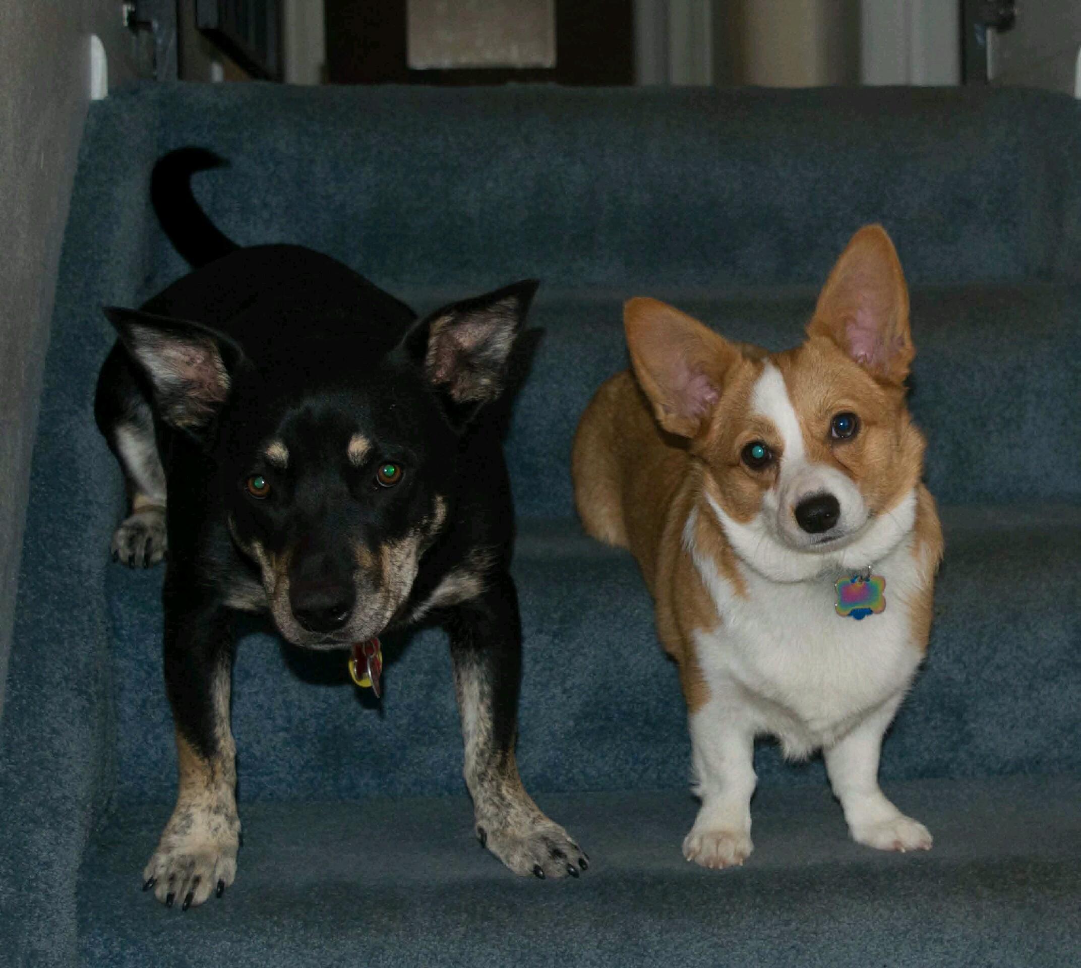 Zoe953895Tegan-01(1)