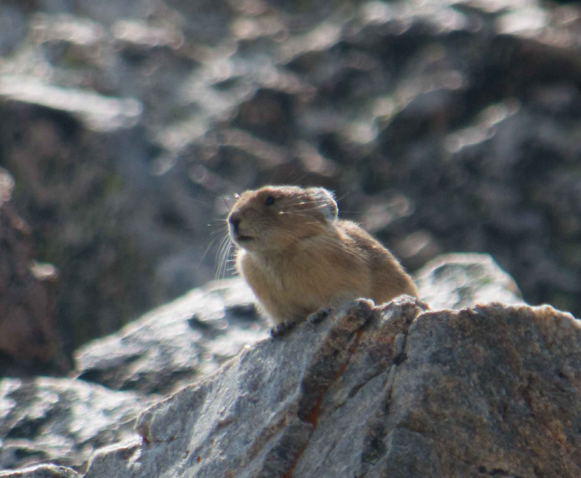 Loveland Pass Pika-3