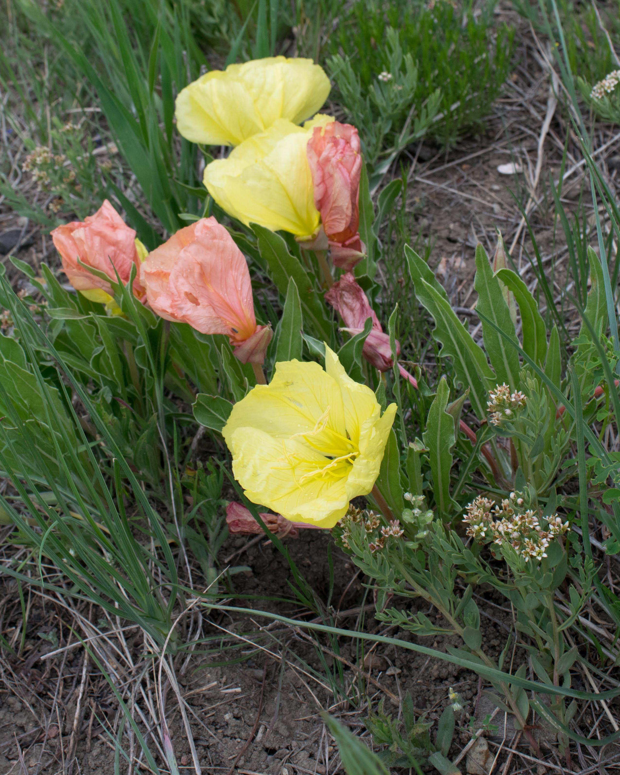 yellow stemless evening primrose