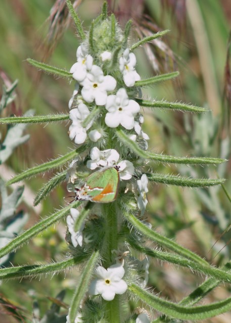 The flowers of miner's candle march up the stalk in spirals.