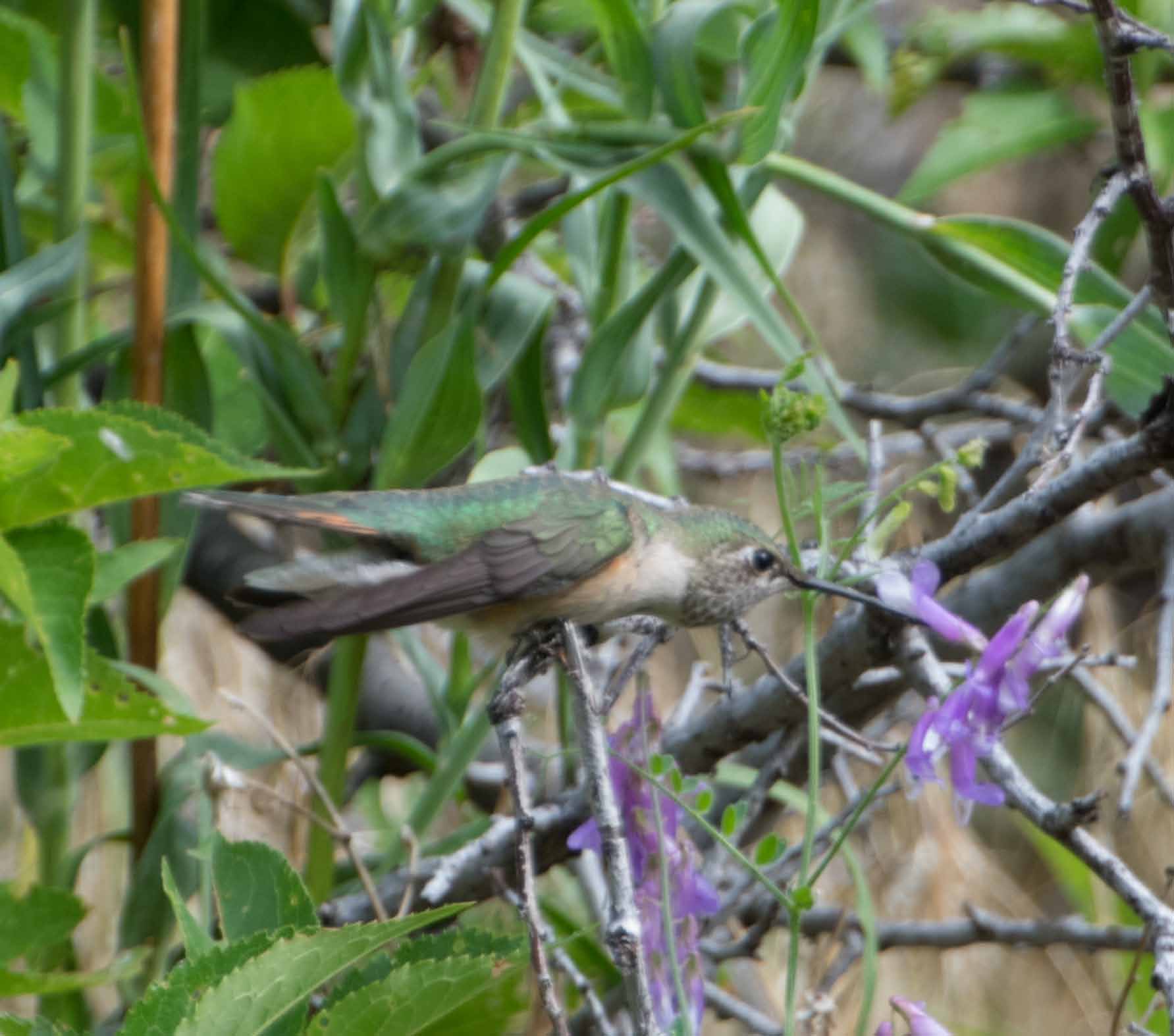 broadtailed hummingbird 7