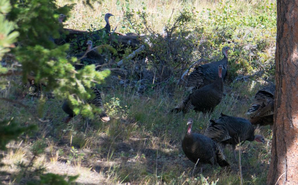 Wild turkey hens under ponderosa pine forest.