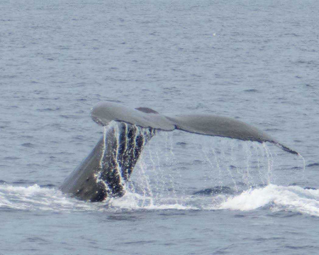 Fluke down dive 8x10