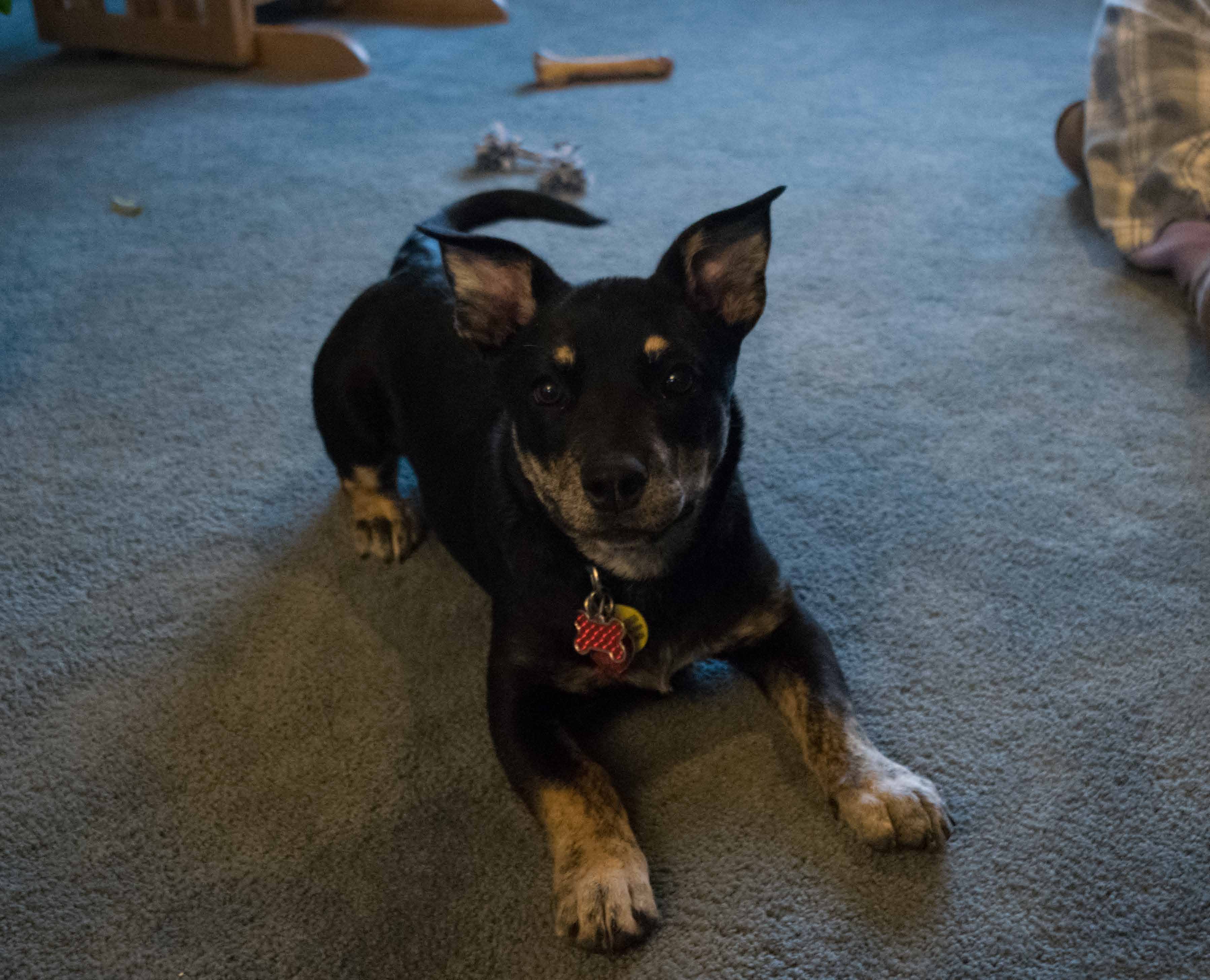 brindled-paws-and-muzzle