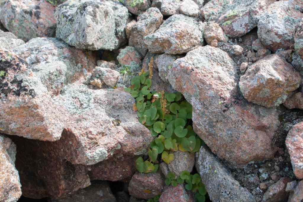 2021 -- The remaining pika have their choice of plants to harvest. They are ignoring the alpine sorrel that they ate the last two years.