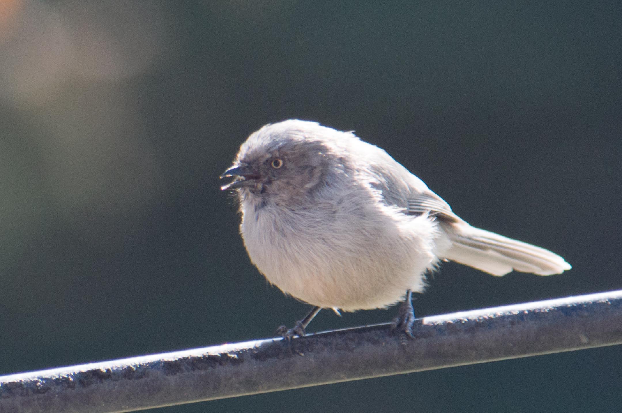 bushtit (2)