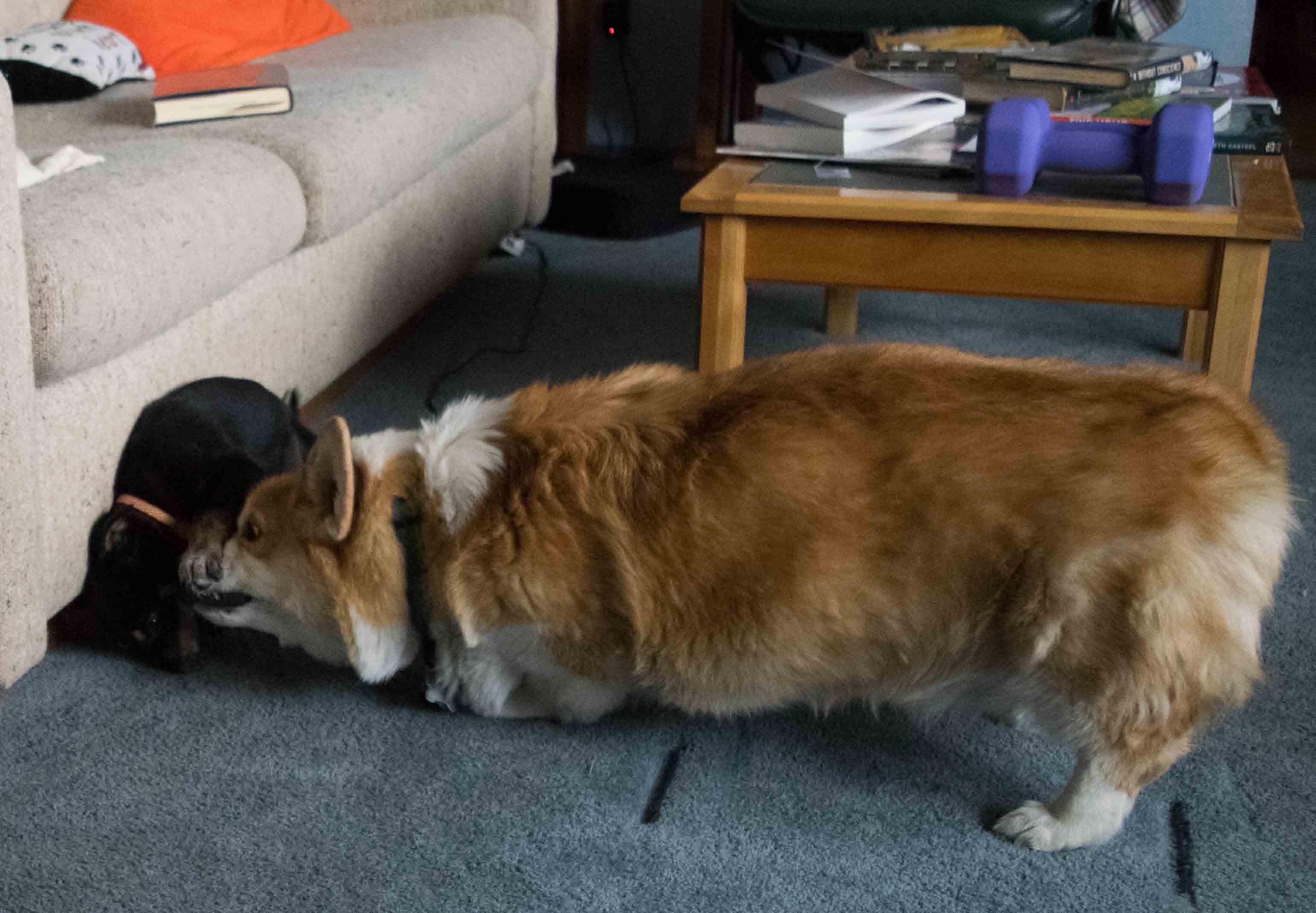 tegan-and-darwin-playing-26