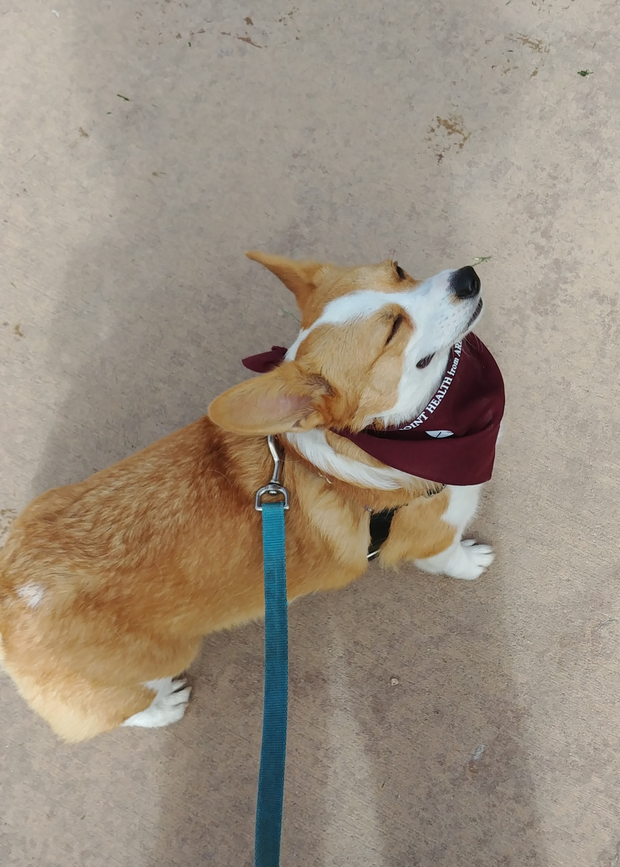 Tour de corgi (4)_edited-1