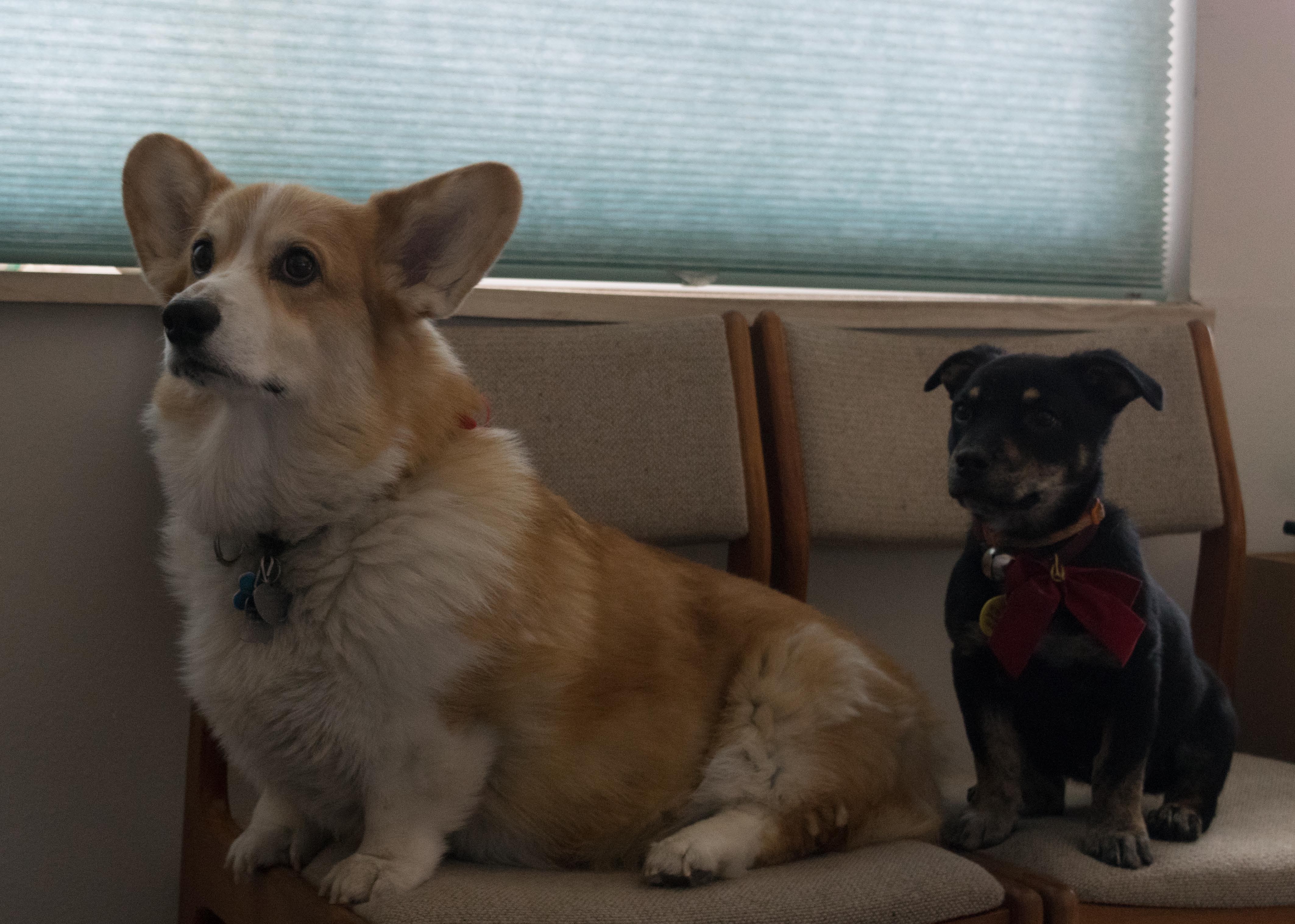 Darwin and Tegan-1_edited-1.jpg