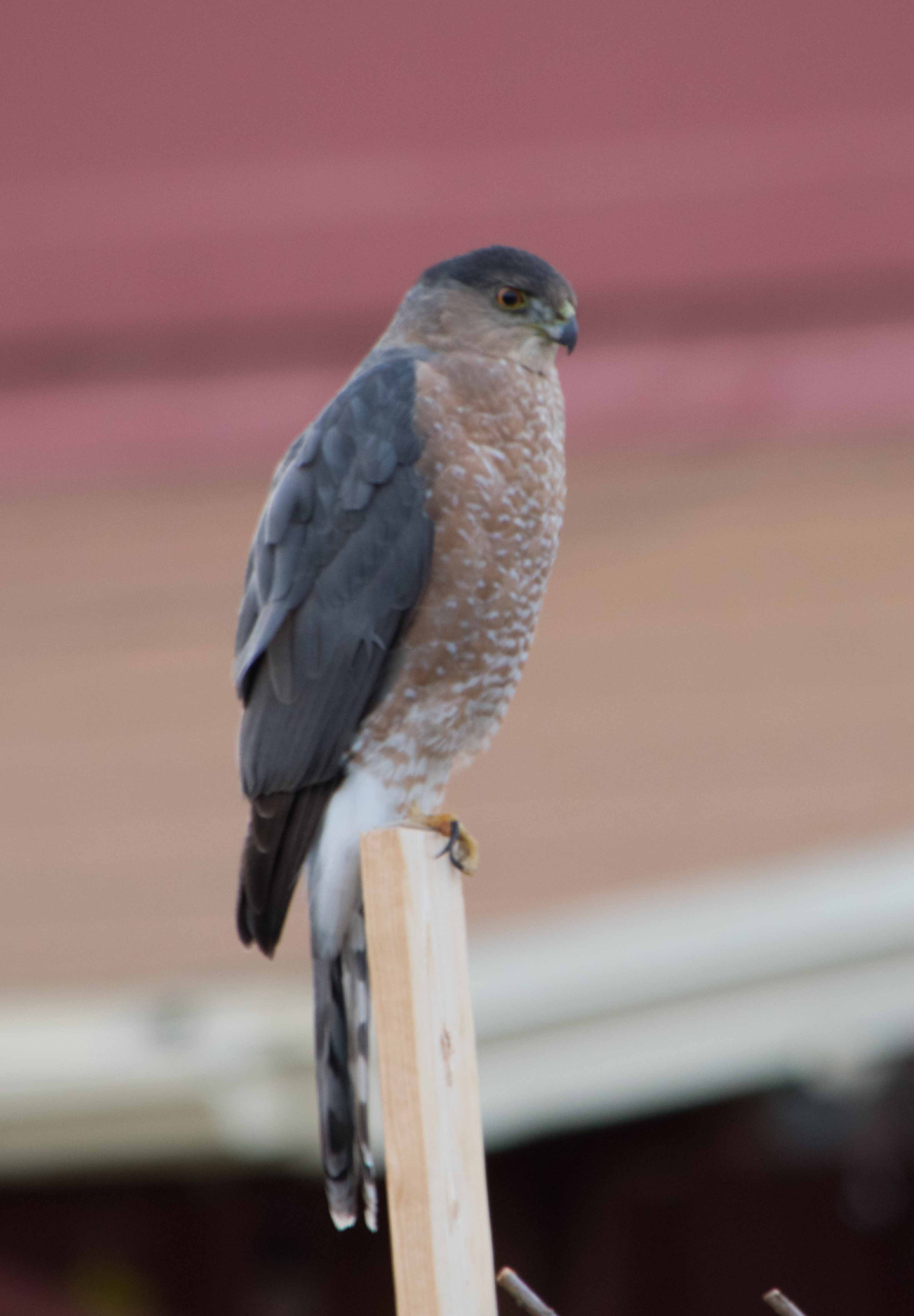 notice the long notched tail and dark cap on head