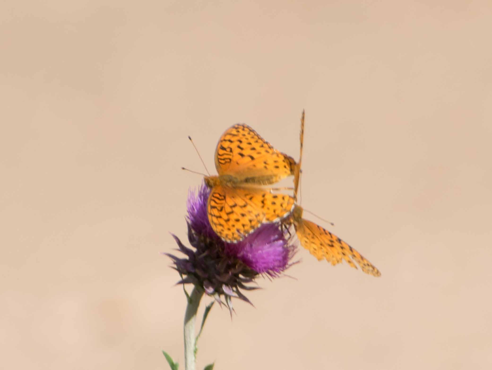 Aphrodite fritillaries mating