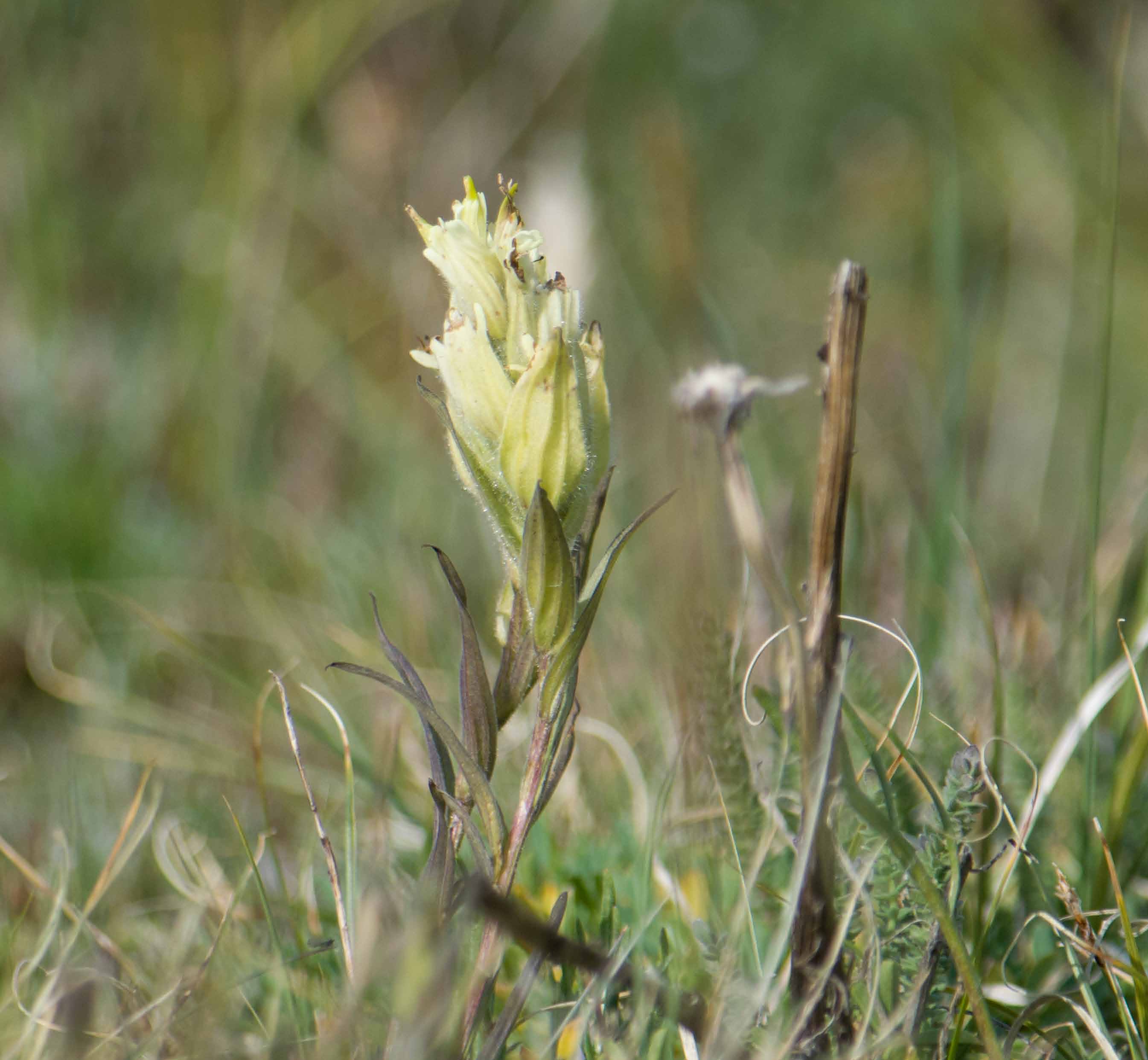 Alpine paintbrush
