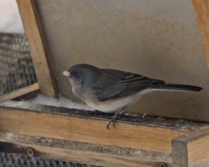 Dark-eyed juncos come in many different plumages. You know that they are dark-eyed juncos, though, because they have dark eyes, and they have a yellow beak.
