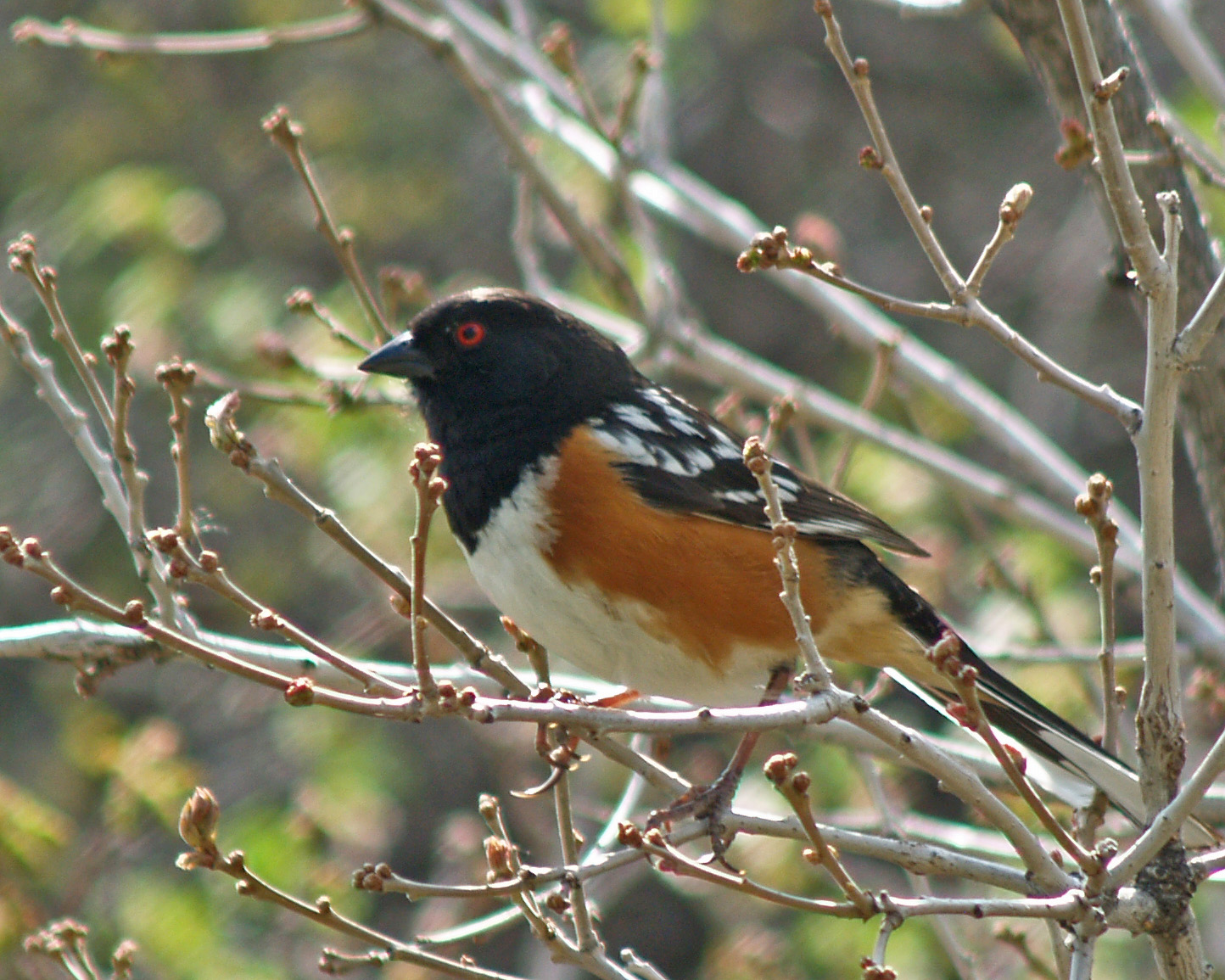 Spotted towhee in Gambel oak-07_edited-1.jpg