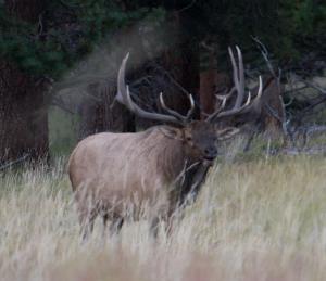 Bull elk bugling.