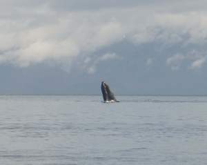 Humpback whale raises it's head out of the water.