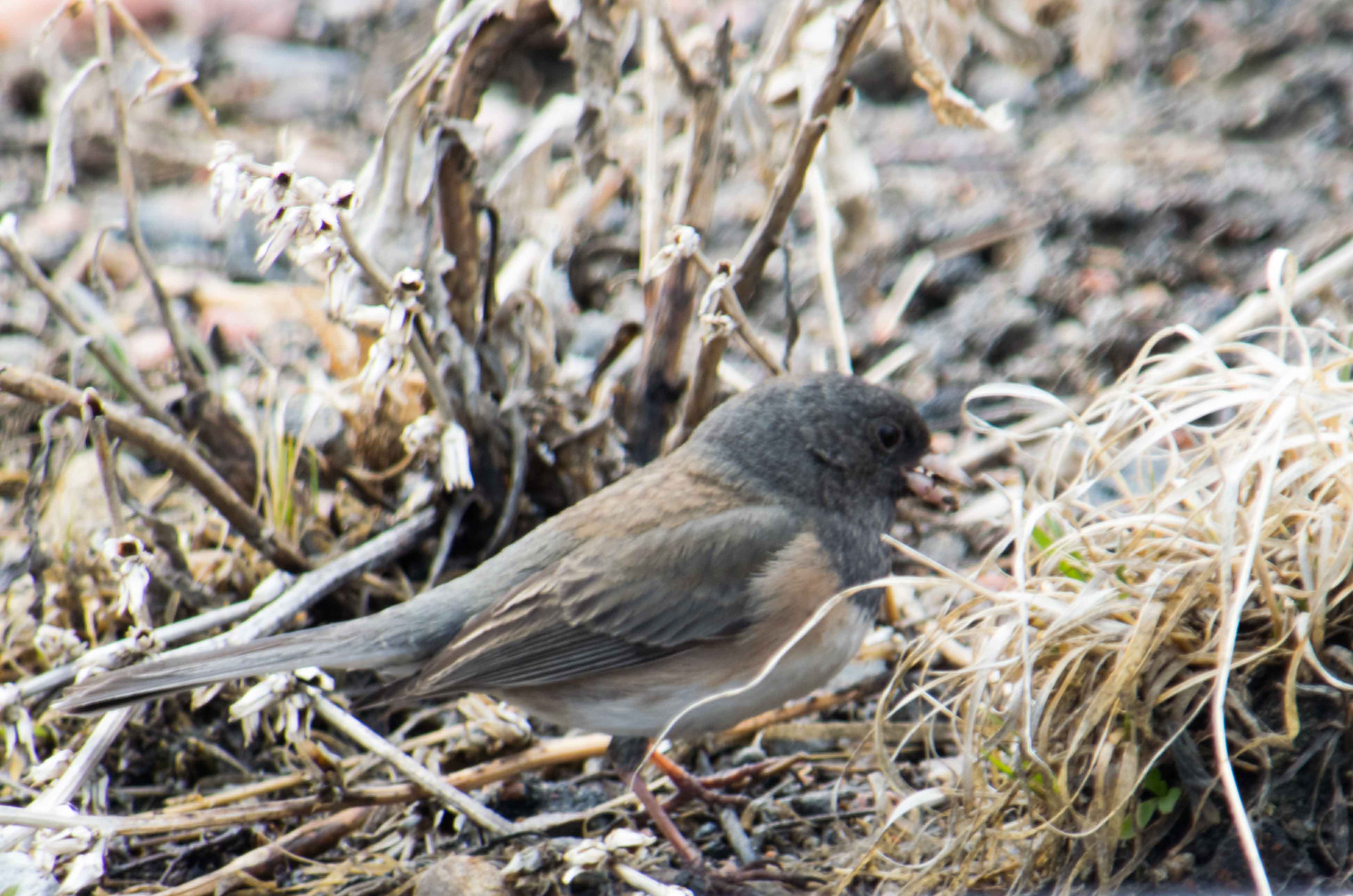 Pink sided dark eyed junco-1.jpg