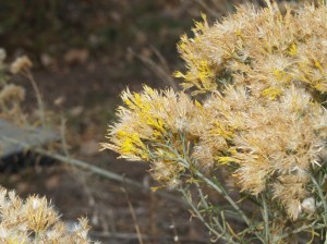Rubber rabbitbrush flowers
