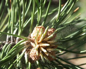 Ponderosa pine producing pollen. Notice the yellow pollen flying out after I flicked the tiny male cone with my finger.