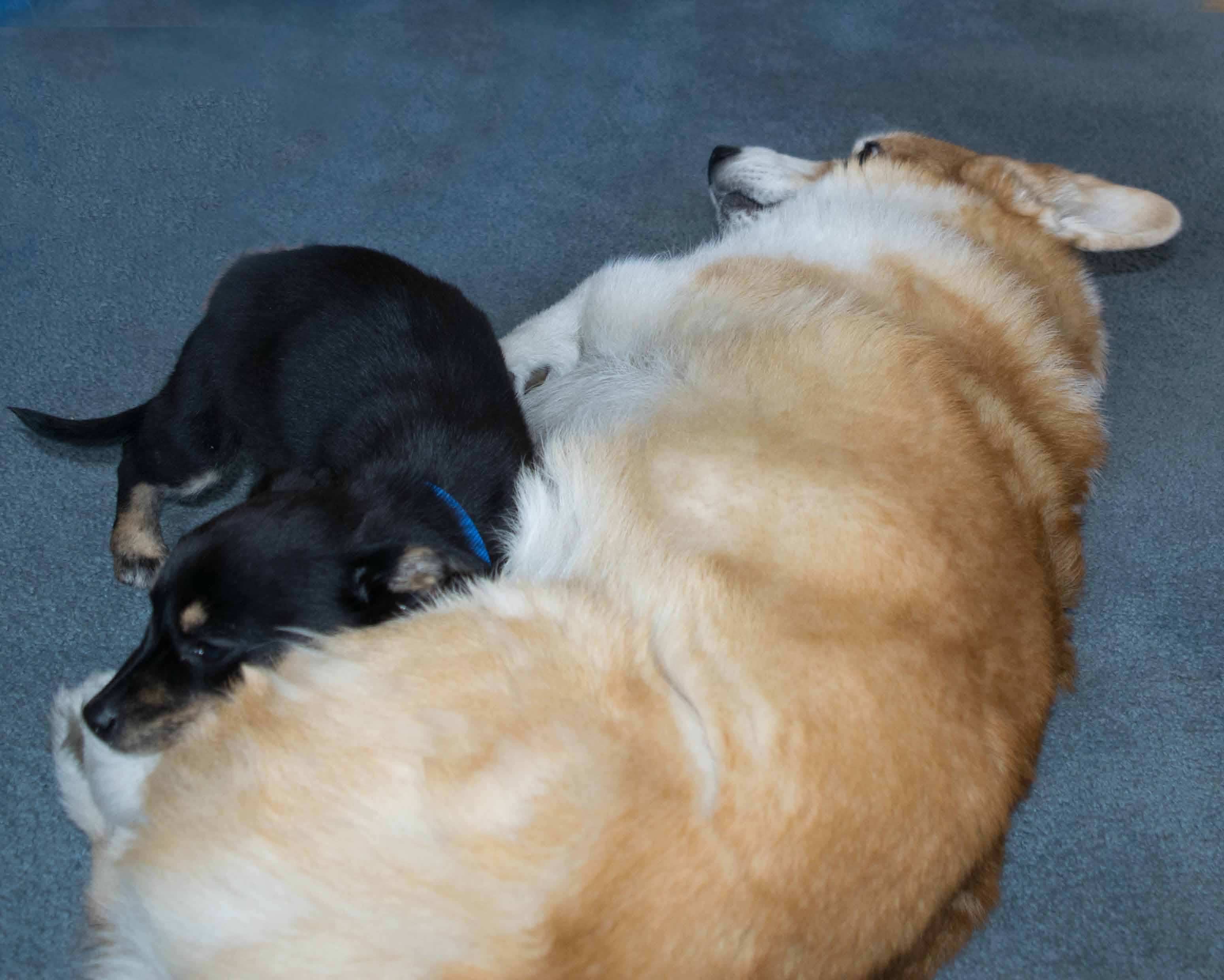 tegan-cuddling-darwin-2