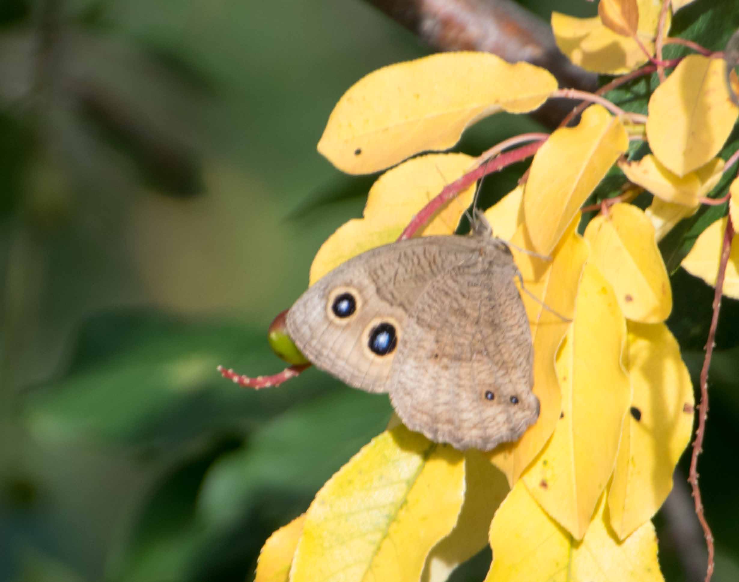 female Common Wood Nymph-1