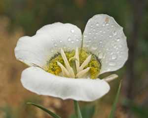Mariposa lily-5
