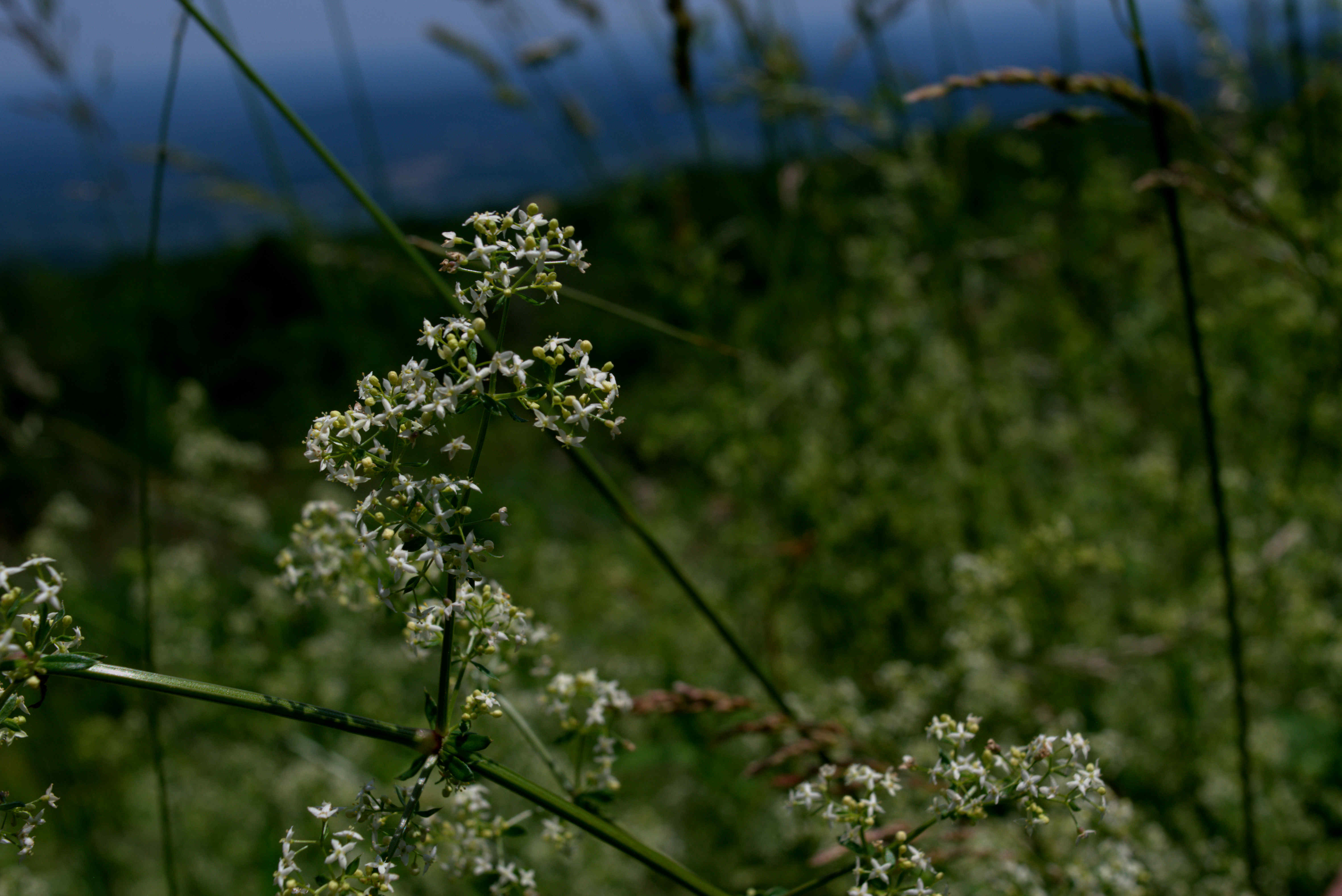 Queen Annes Lace