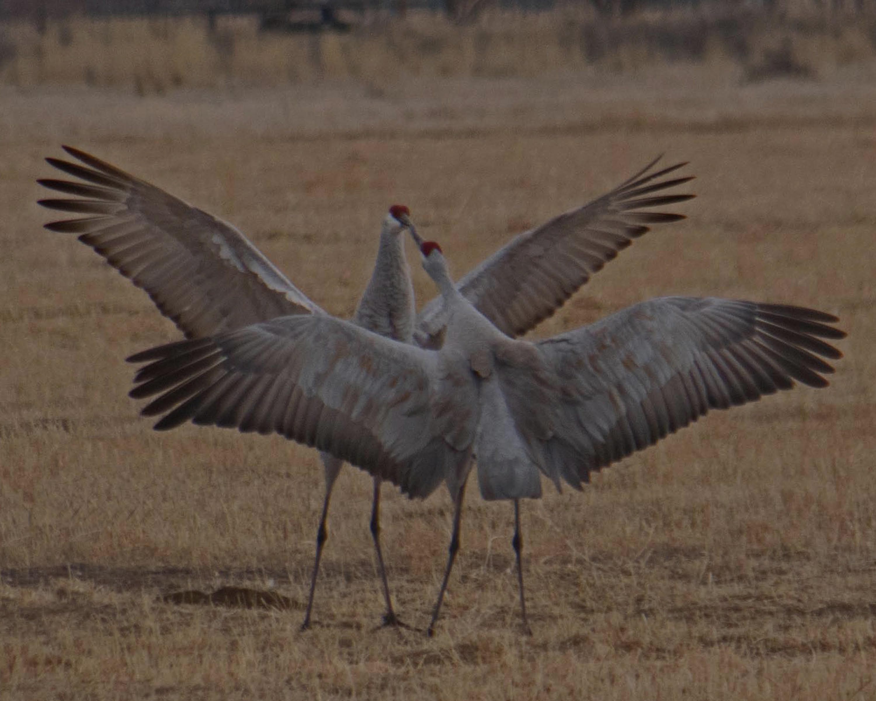dancing sandhills-7-1_edited-1-1