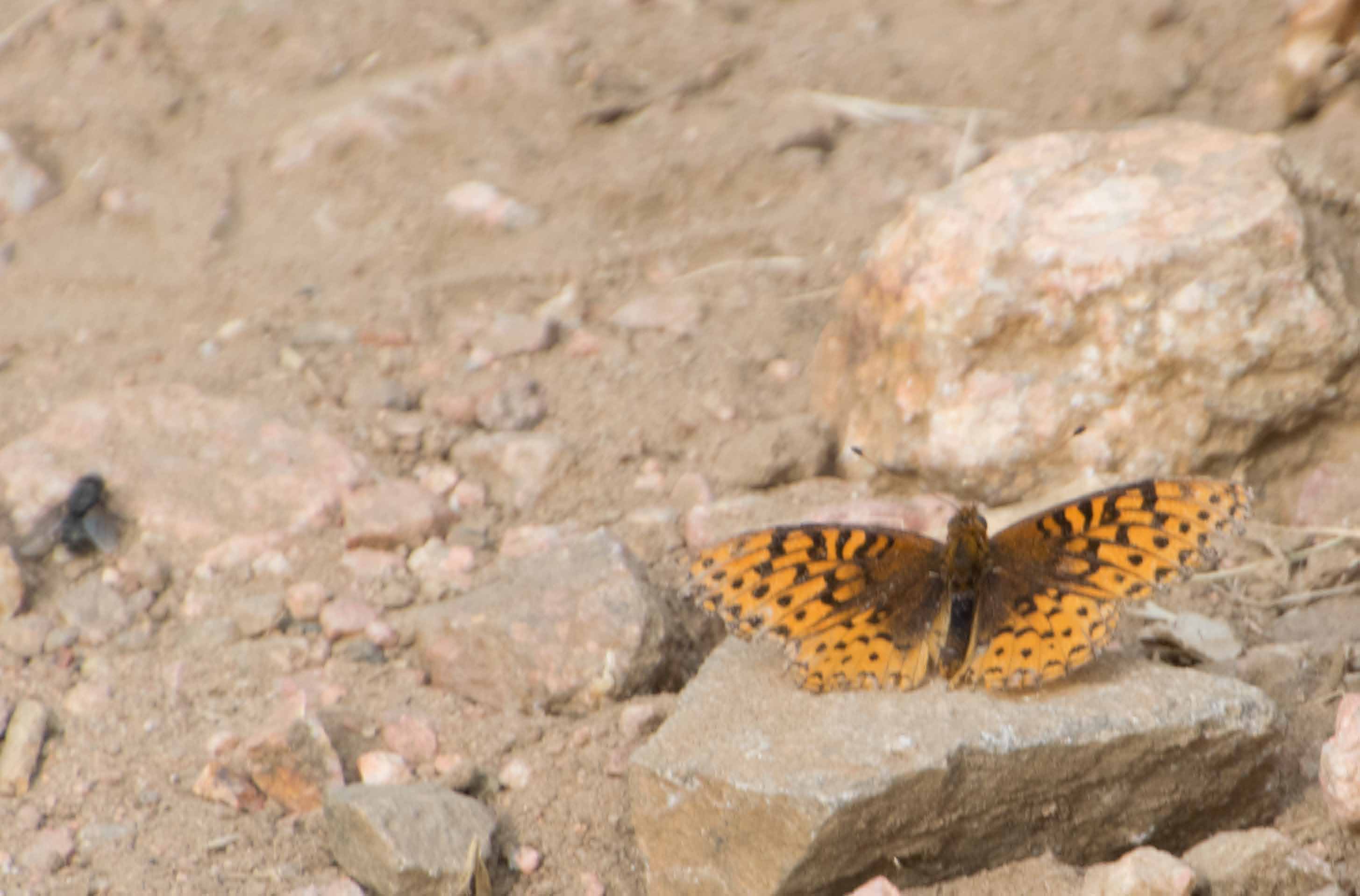 Northwestern fritillary