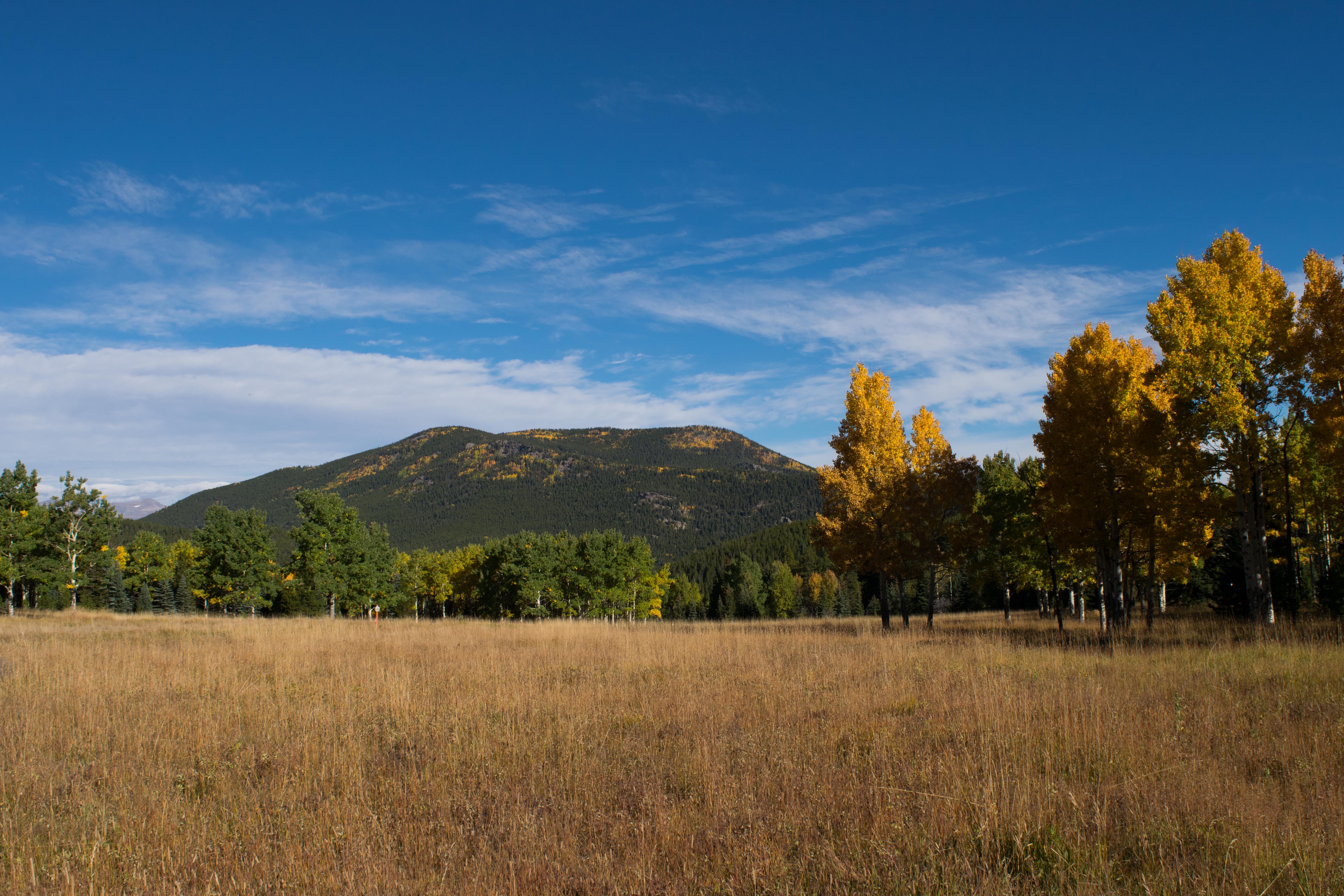 aspen-meadow-4