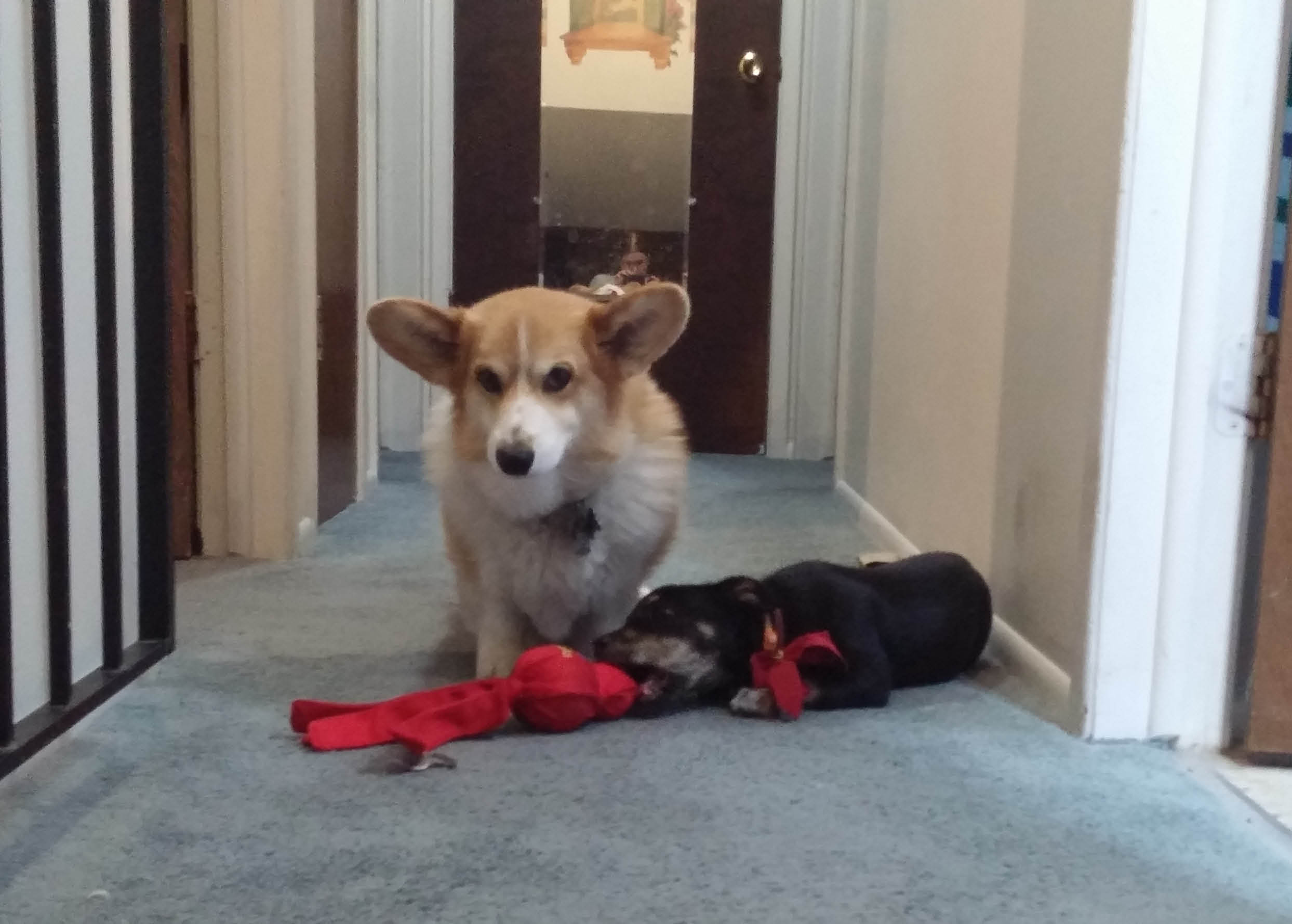 darwin-tegan-and-octi-2