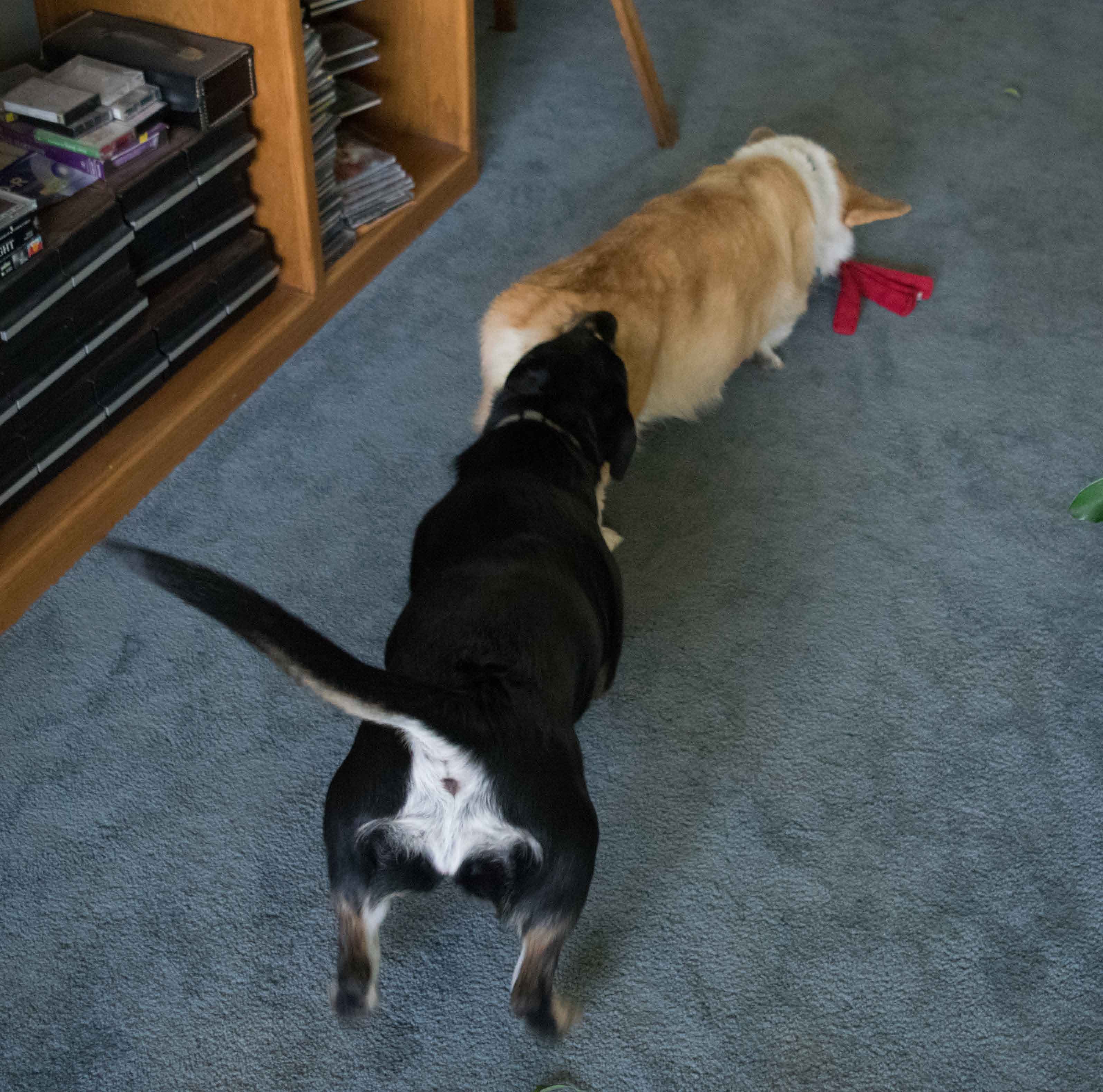 Tegan bites Darwins butt.jpg