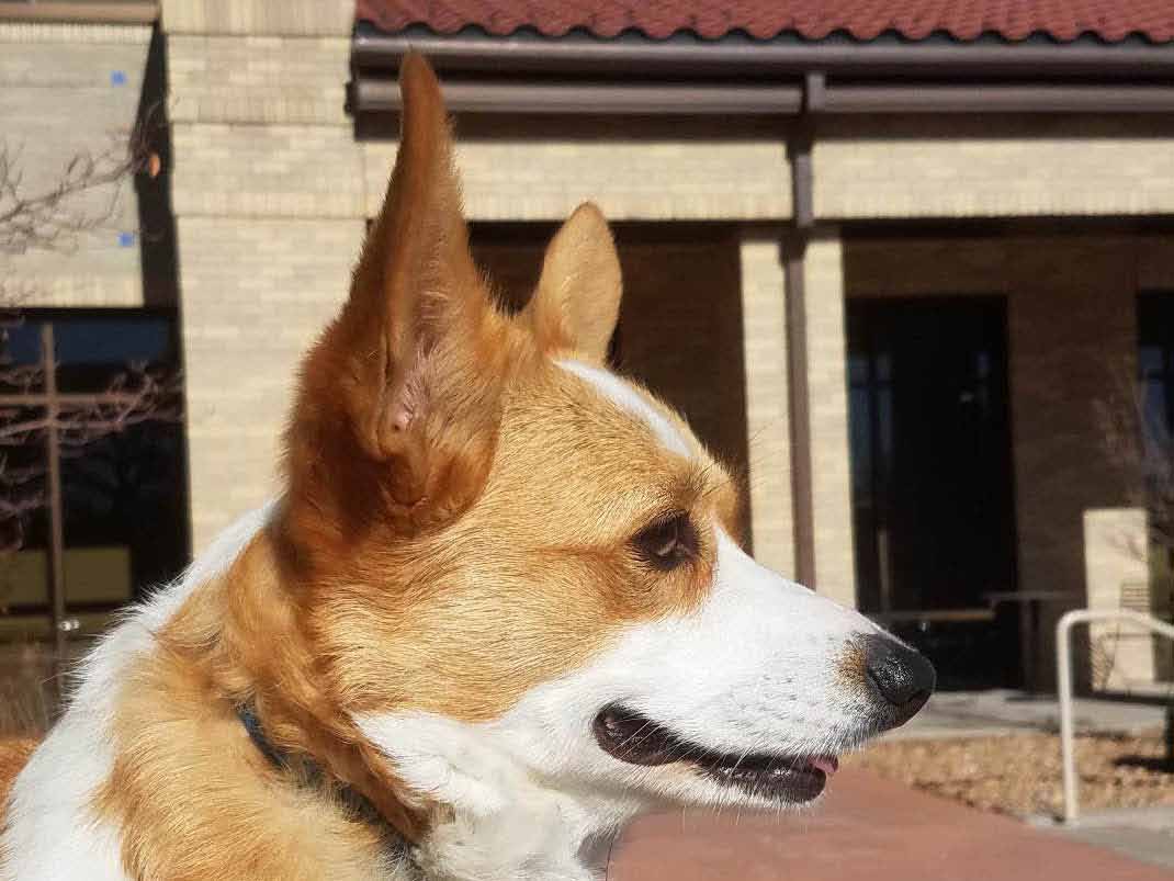 Zoes First day of Pet Therapy 2_edited-2