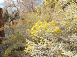 Rubber rabbitbrush