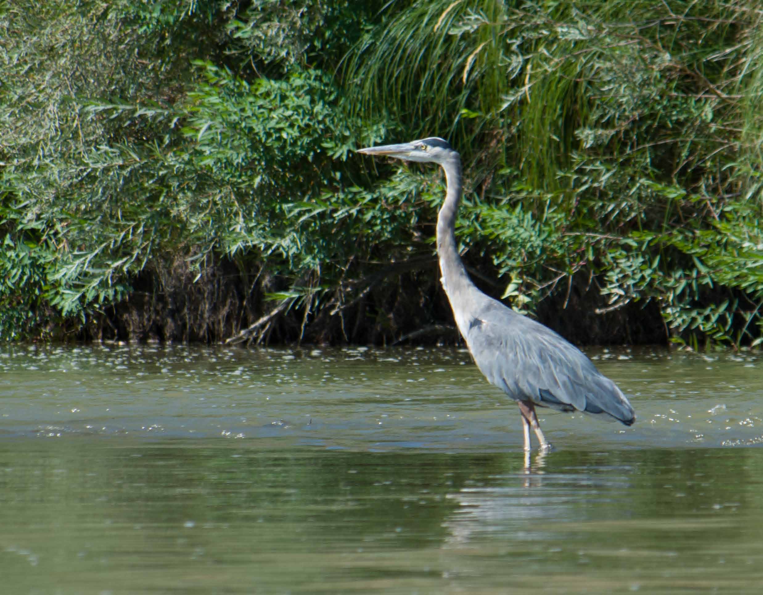 Great blue heron (2)