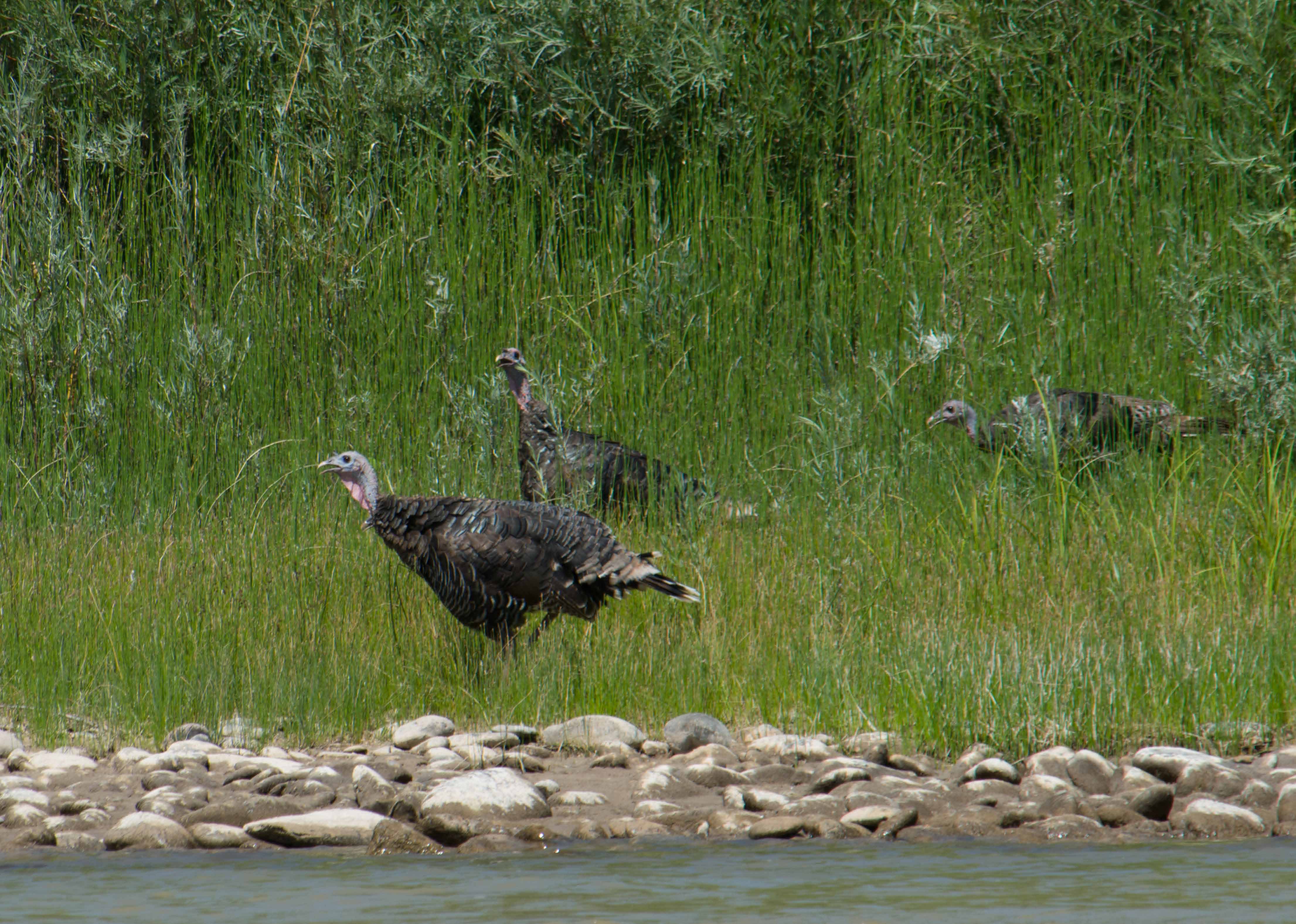 Wild Turkeys-03
