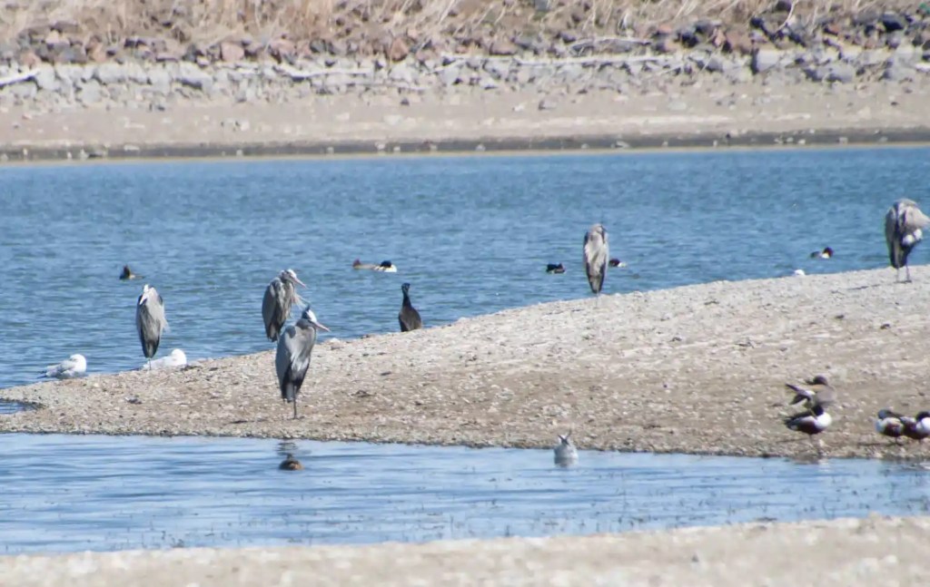 Blue Herons Fishing