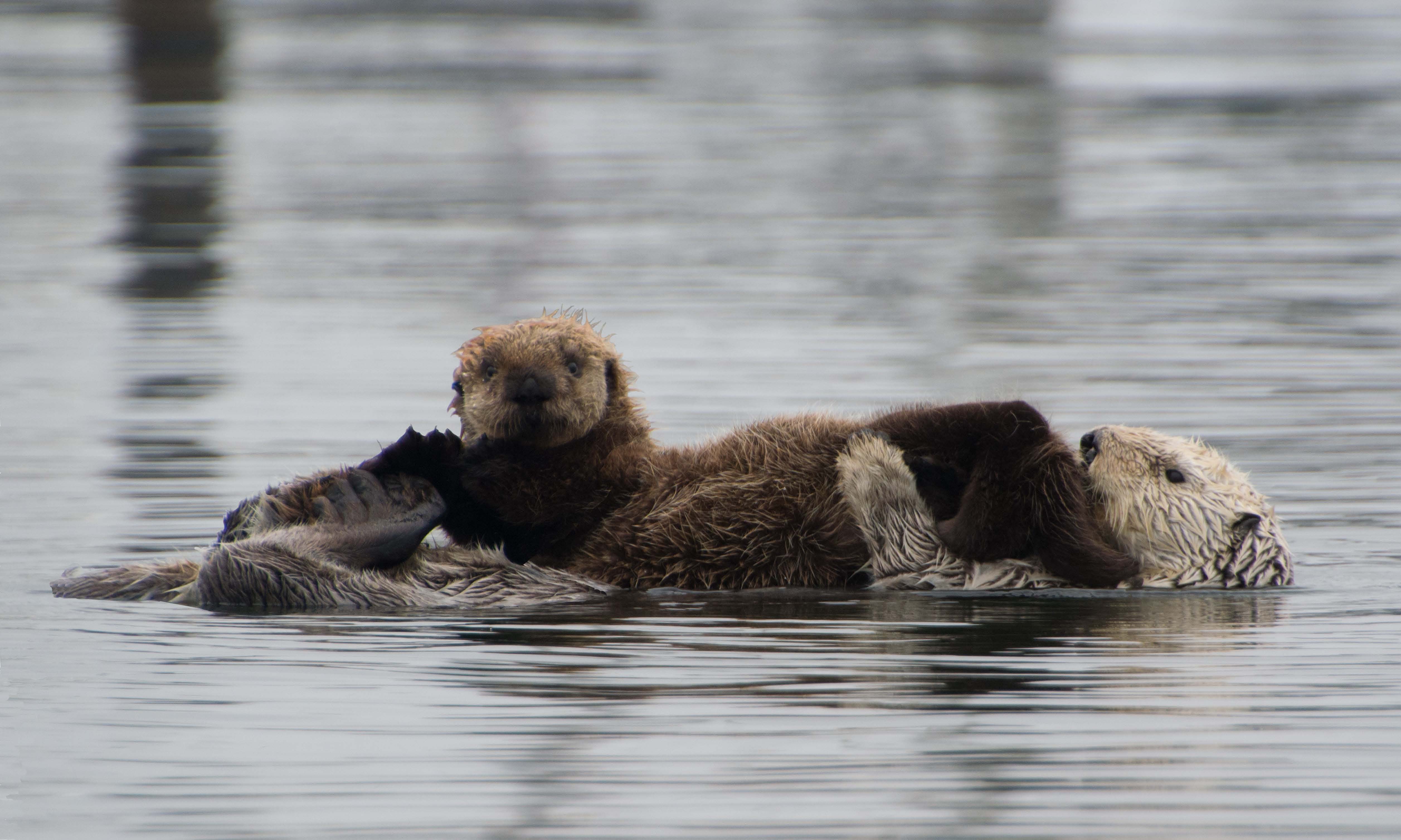 You Otter See the Otters!