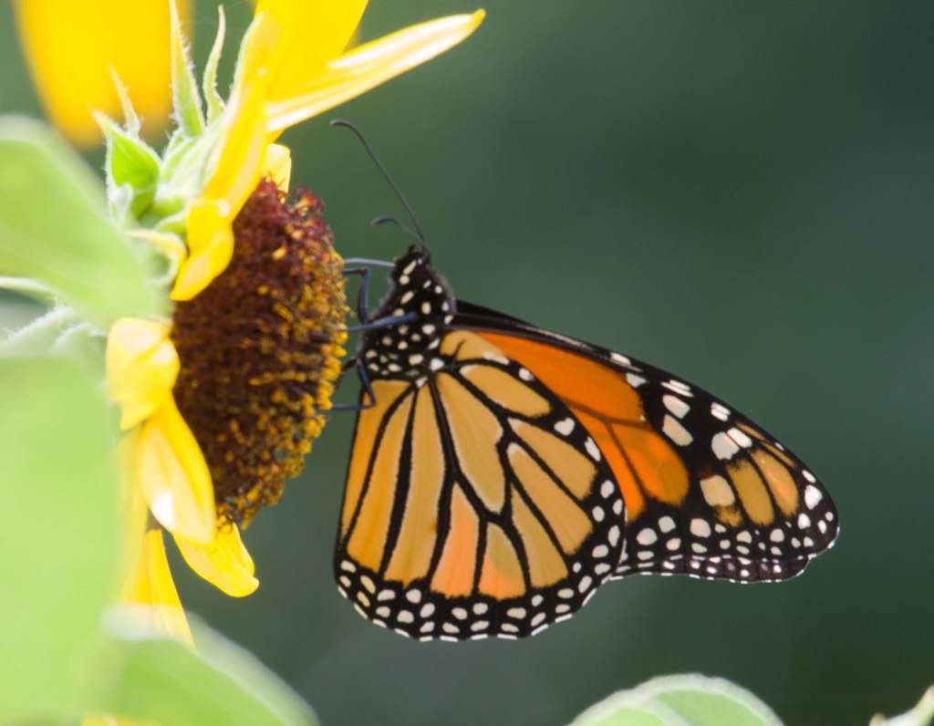Monarch, bees and a male&nbsp;hummingbird