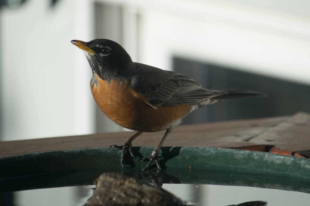 Spring is coming&nbsp;…