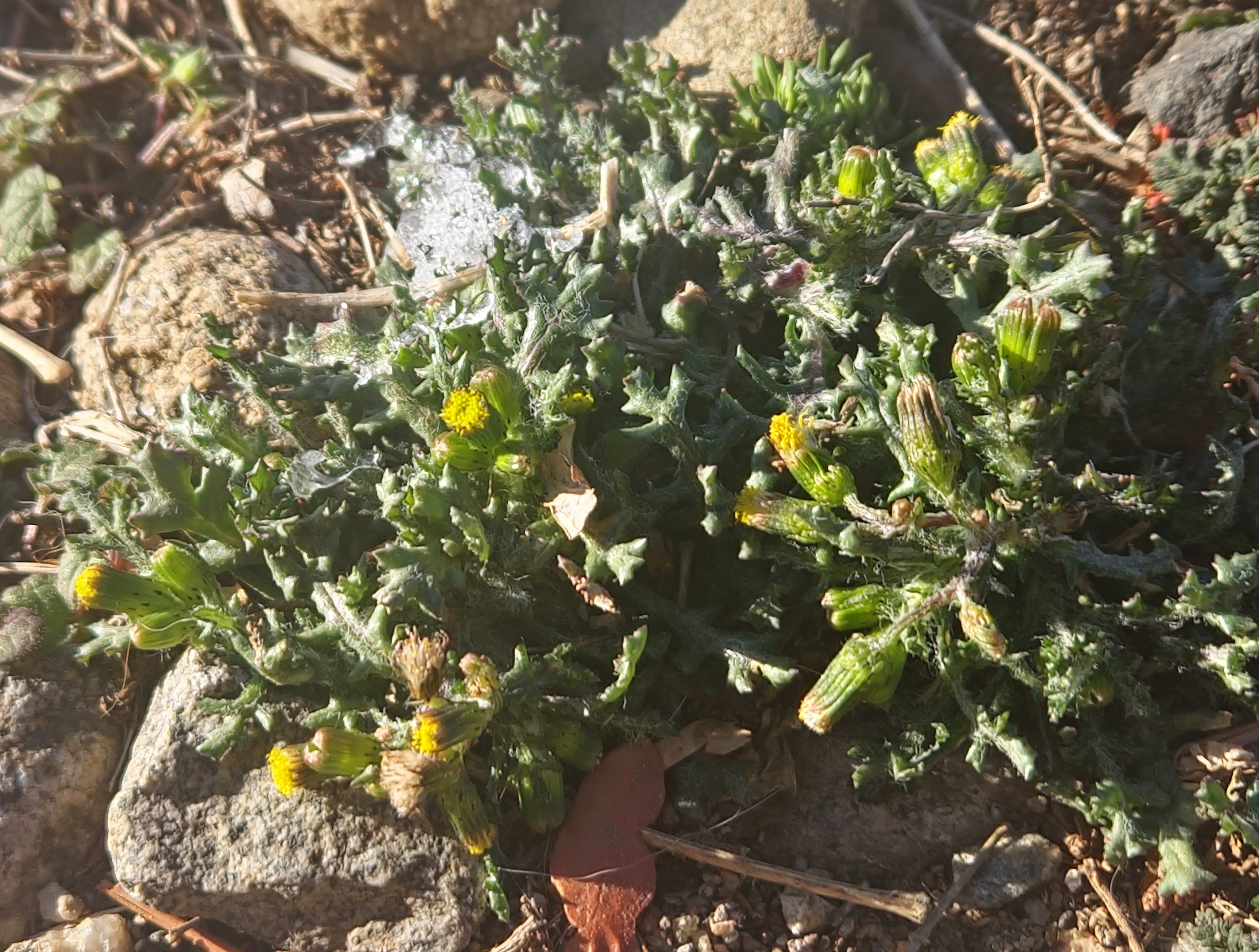 More Extremely Early Flowers